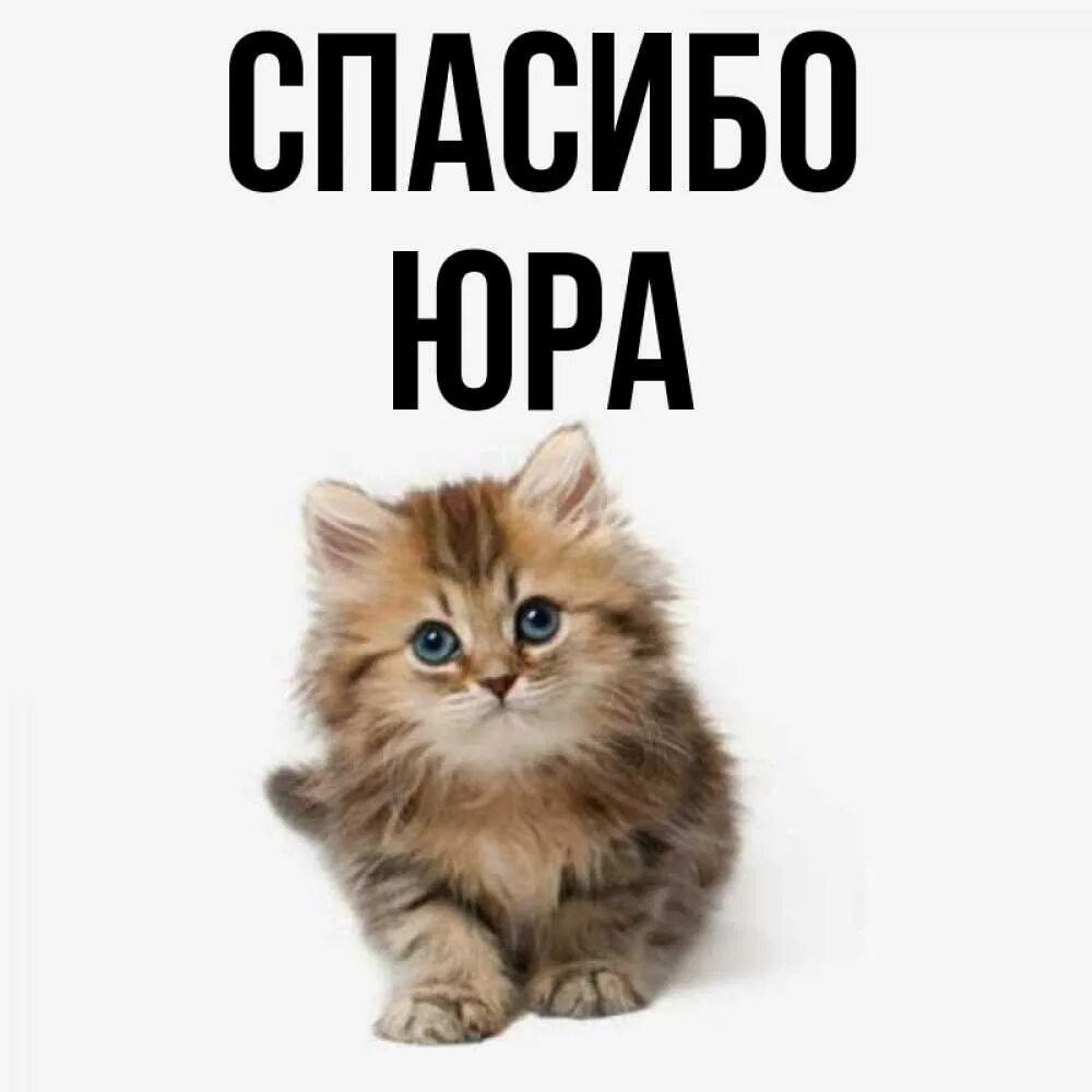 Спасибо юре. Спасибо юра. спасибо юра картинки. спасибо юра открытка. юра спасибо большое.