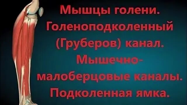 Каналы мышц
