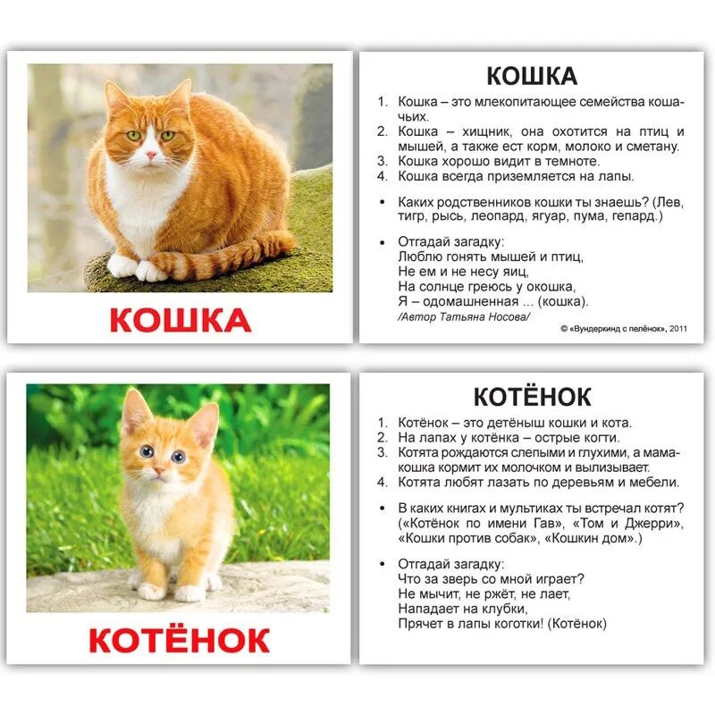 Кошка зовет малышей. Имя для котика. Имена для котят. Кличка для кота. Красивые имена для котов.