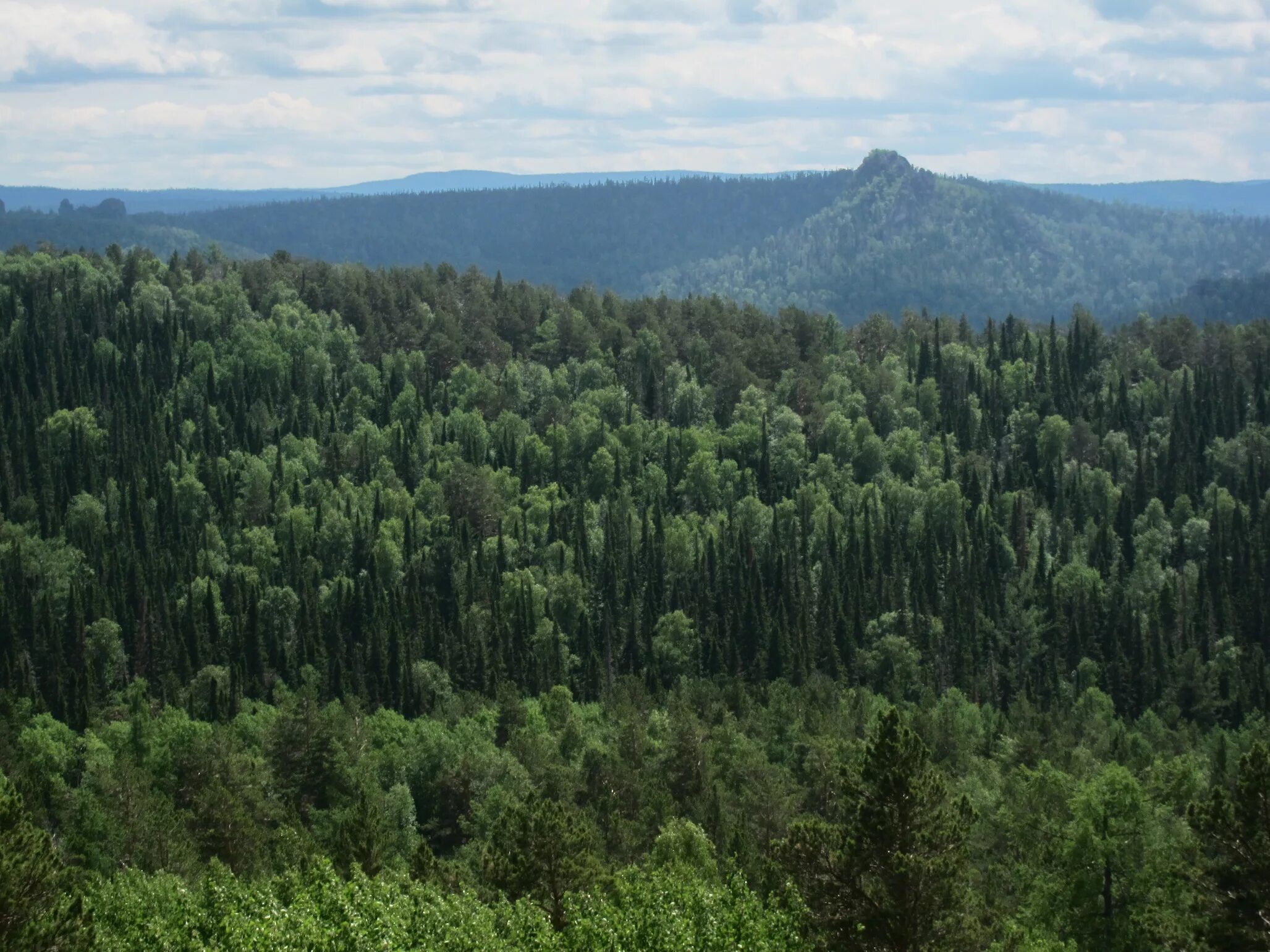 Тайга какой край. Зона тайги Красноярского края. Красноярск лес Тайга. Тайга леса Красноярск. Красноярские столбы KTC.