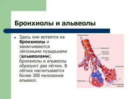 Расскажите какие процессы происходят в легочных альвеолах