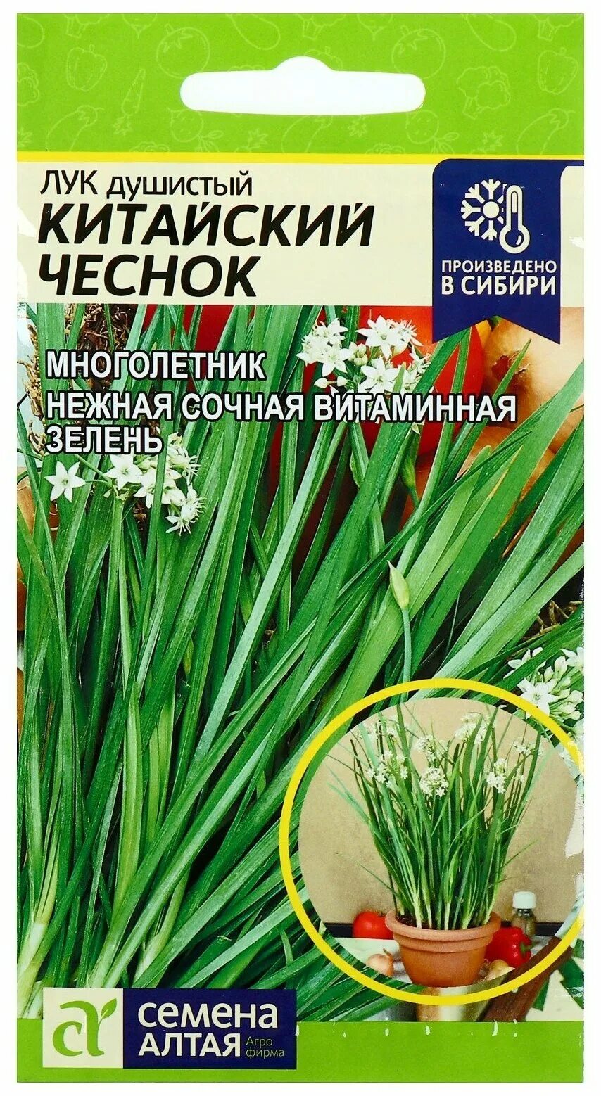 Семена лук чеснок