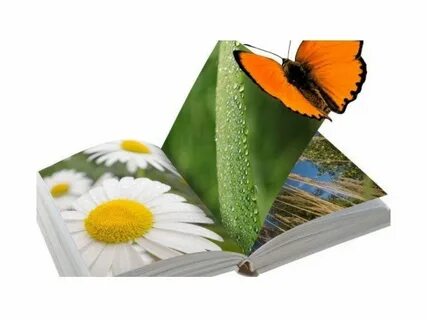Раскрытая книга бабочки