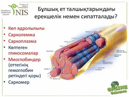 Сарколемма мышечного волокна это