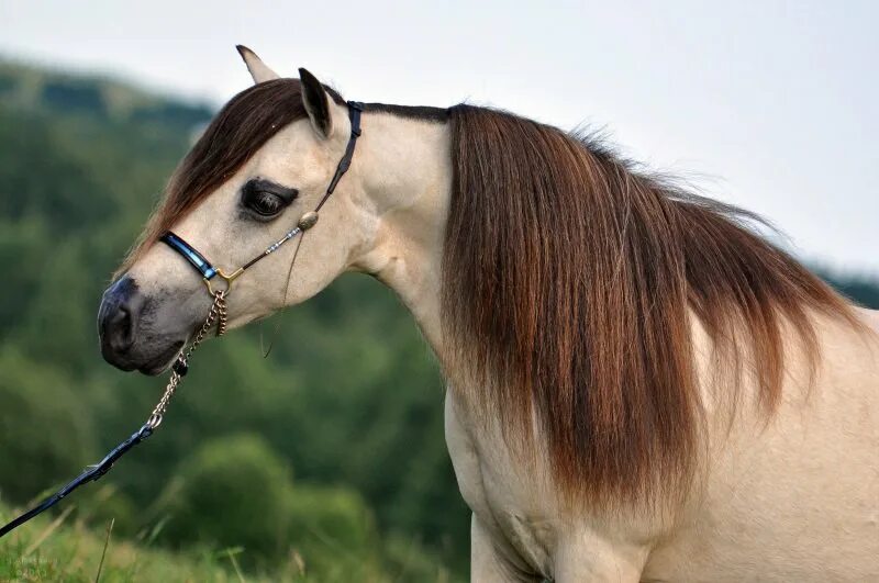 Ponying ru. Света Алексеева лошади.