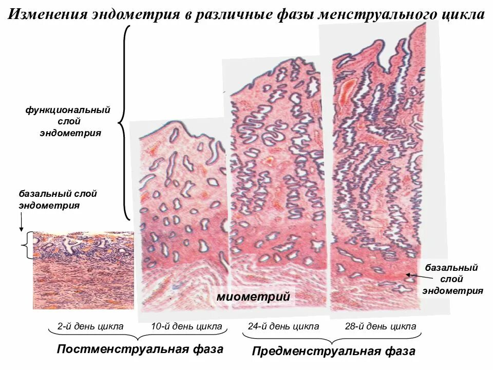 Функциональный слой эндометрия гистология. Структуры базального слоя эндометрия. Строение эндометрия гистология слои эндометрия. Строение эндометрия гистология. Эндометрий базальный слой