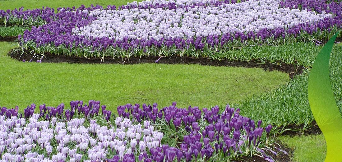 Large flowering. Крокус крупноцветковый мик. Крокус крупноцветковый жанна д'арк. Луковичные цветы крокусы. Крокус весенний ремембранс.