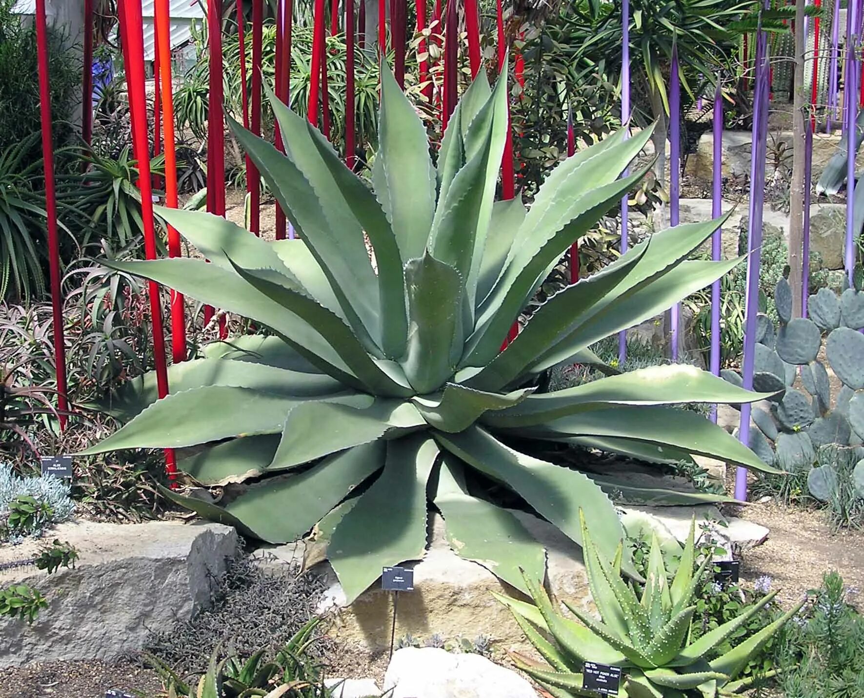 Агава особенности растения. Агава потаторум (Agave potatorum). Агава Вильморена. Агава сальмианская. Агава Вершаффельта.