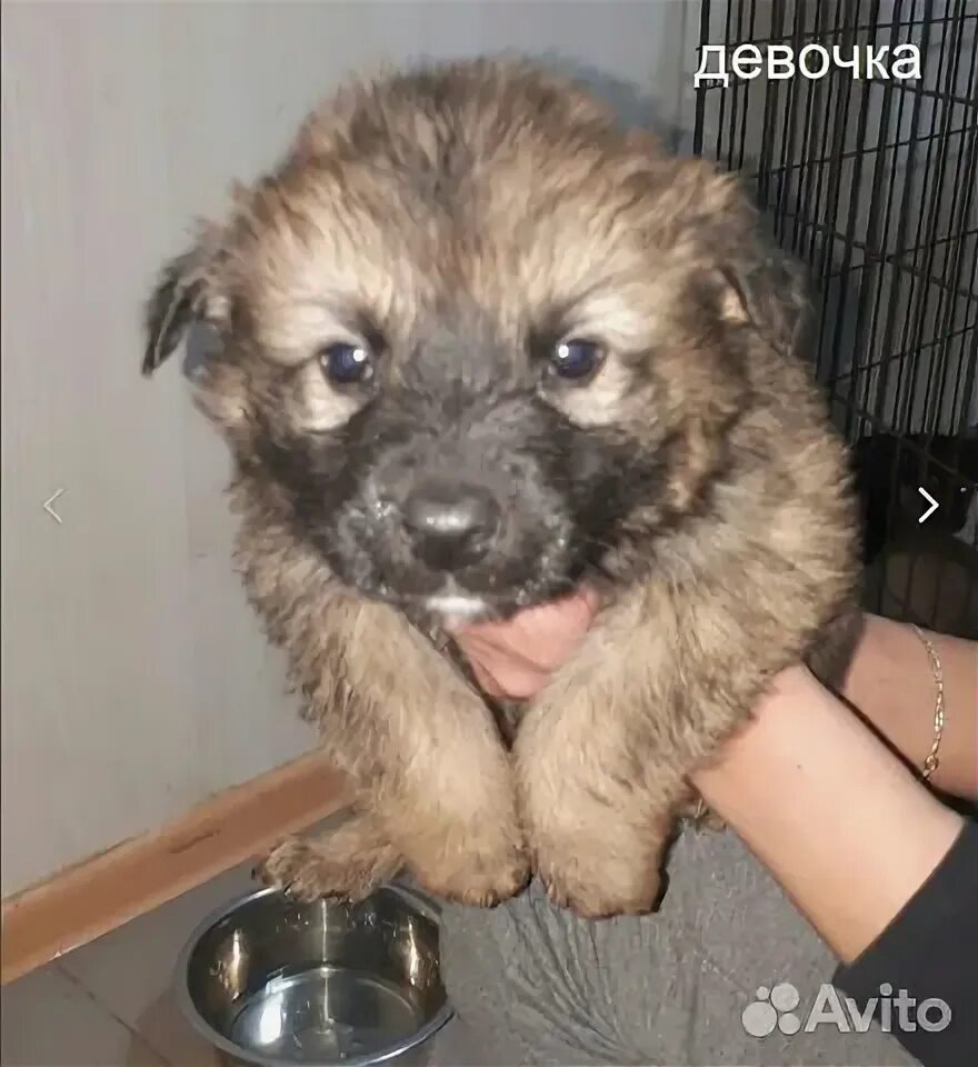 Купить щенка в самарской области. Собака в добрые руки Самара. Лапушок собака в Самаре на рыбной базе.