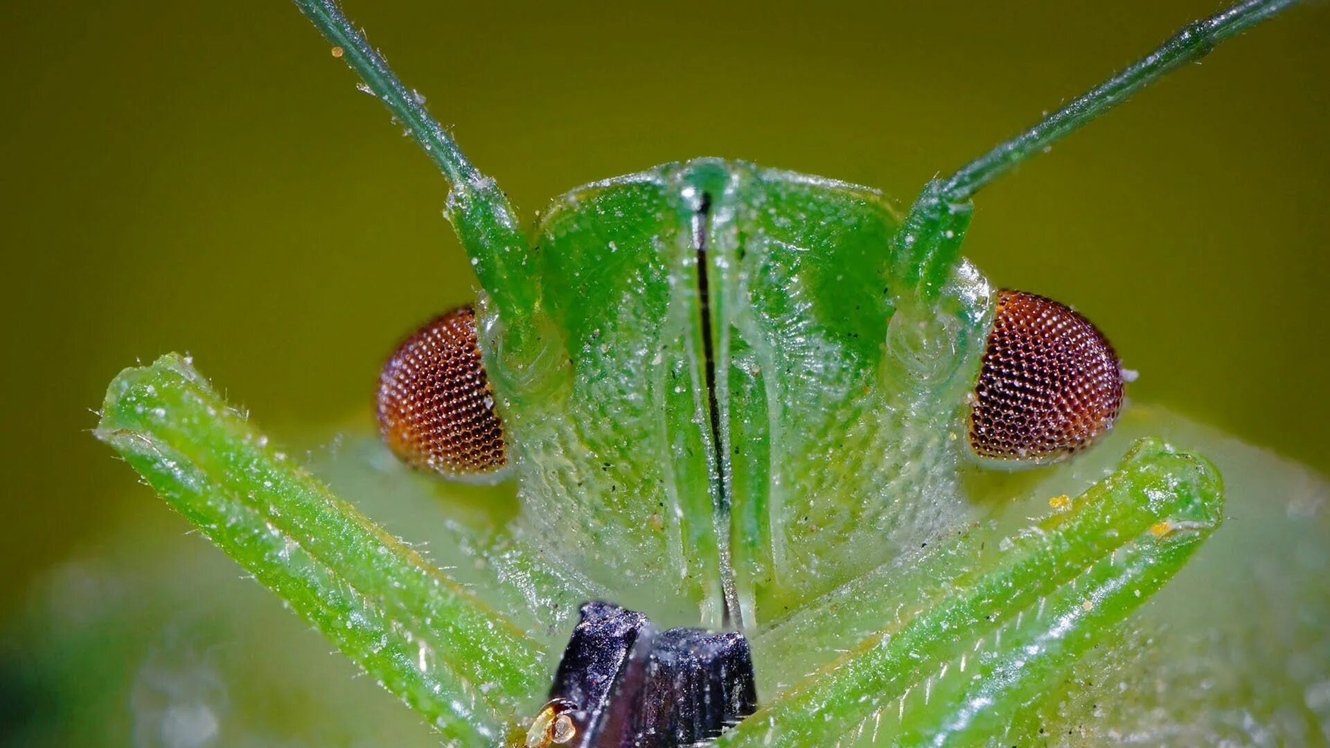 X macro. Super macro lens. супер макросъемка. макро фото предметов. макромир москва.
