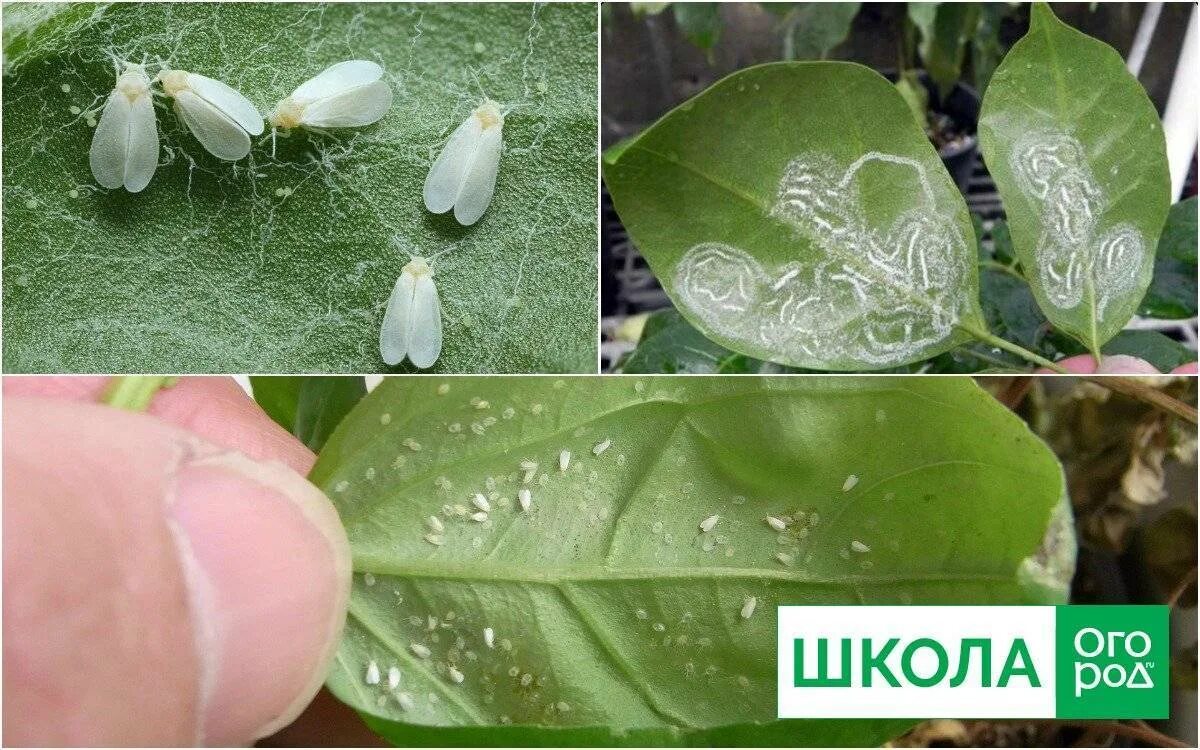 Бабочка белокрылка. Розанная белокрылка. Борьба с белокрылкой на рассаде. Борьба с белокрылкой на рассаде. Белокрылка тепличная (trialeurodes vaporariorum).