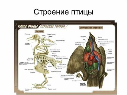 Класс птицы органы