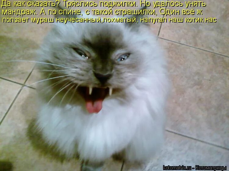 растяжение сухожилия подколенного сустава. мышцы коленного сустава человека анатомия связки. поджилки трясутся. подколенная мышца коленного сустава. поджилки трясутся.