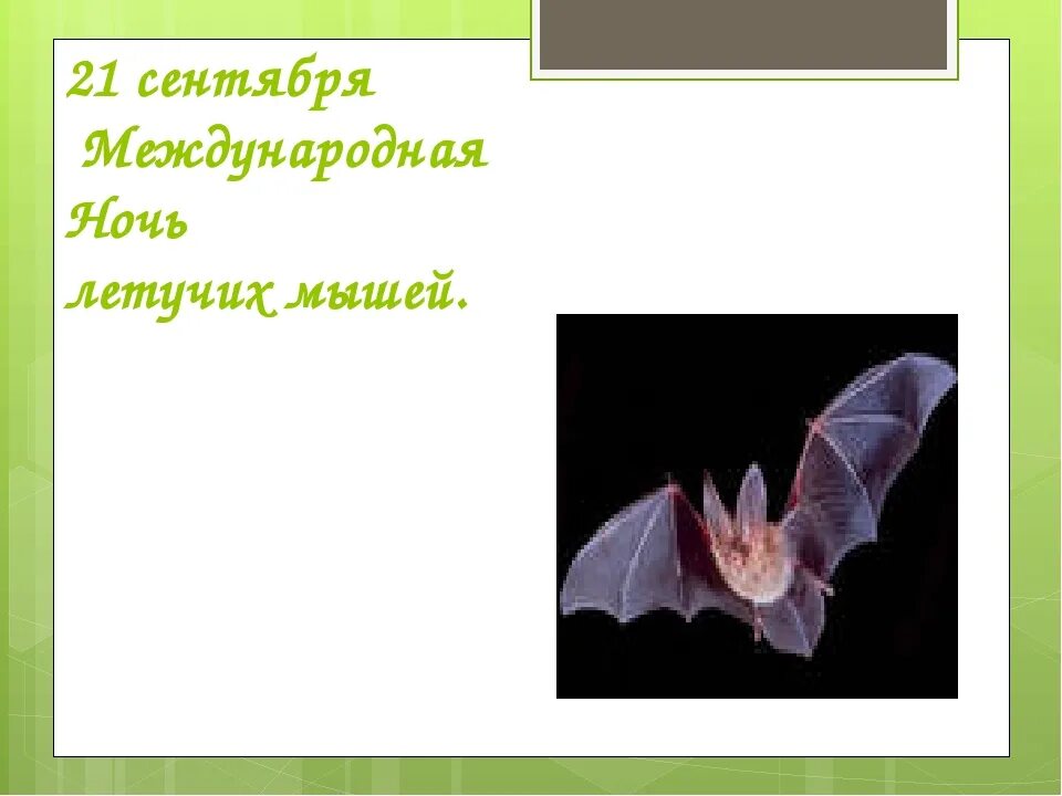 Международный день летучих мышей. Международная ночь летучих мышей. Летучая мышь ночью. Международная ночь летучих мышей. Международная ночь летучих мышей.