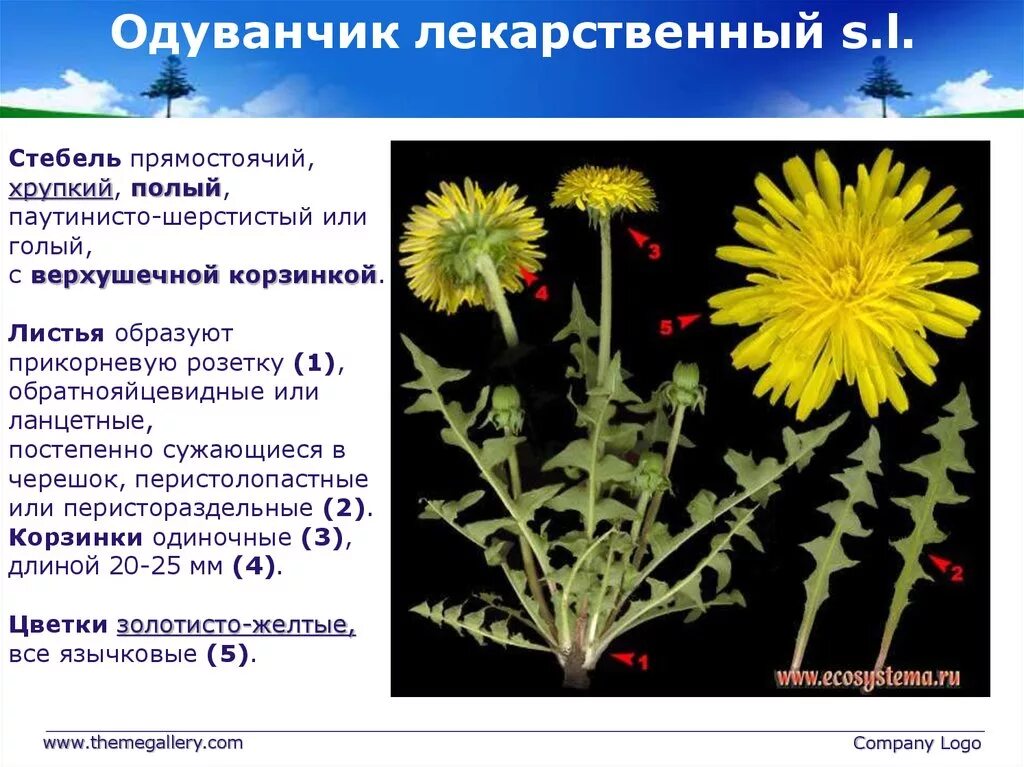 Одуванчик лекарственный стебель. Одуванчик внешнее строение стебля. Одуванчик степень рассеченности листа. Характеристика листа одуванчика.