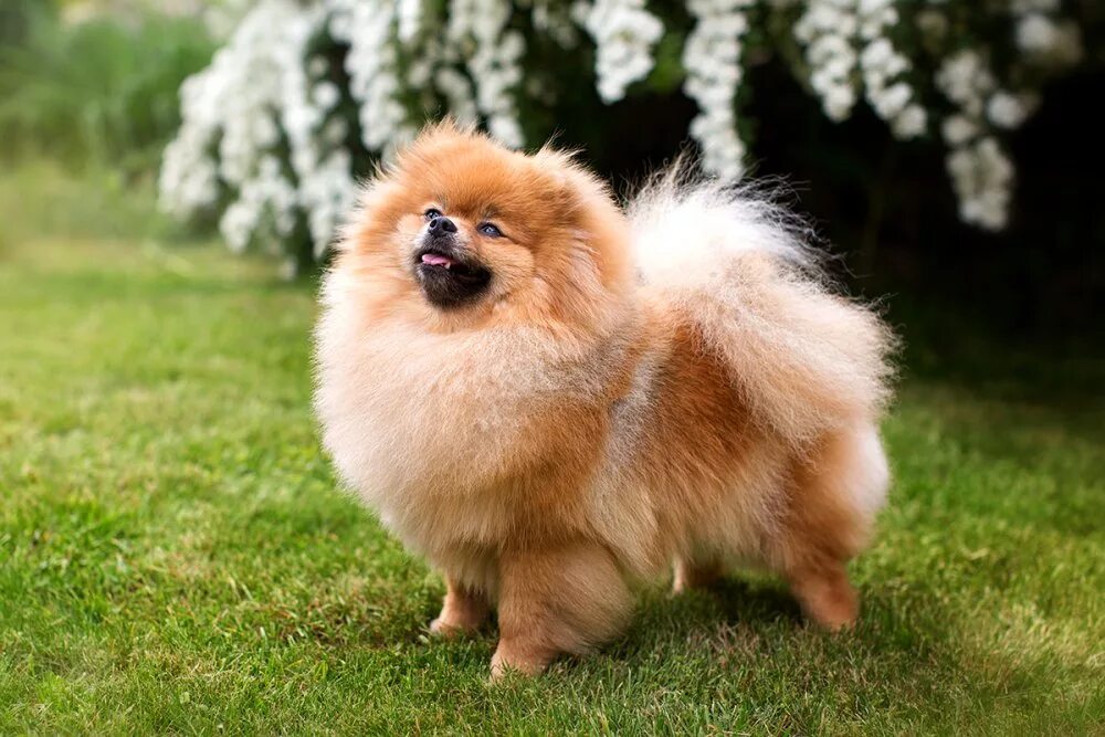 Шпиц отзывы владельцев минусы. Шпиц отзывы владельцев минусы. Заводчики шпицев. Померанский шпиц. Померанский шпиц.