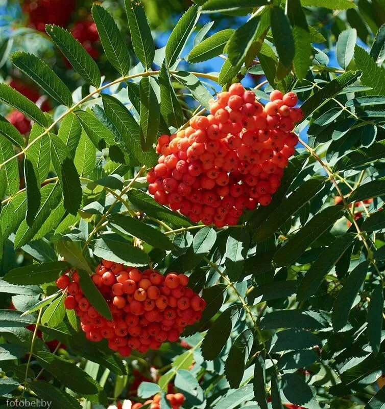 Рябина обыкновенная Sorbus aucuparia. Рябина обыкновенная (Sorbus aucuparia l.). Рябина обыкновенная габитус. Рябина обыкновенная с10. Рябина листья плоды