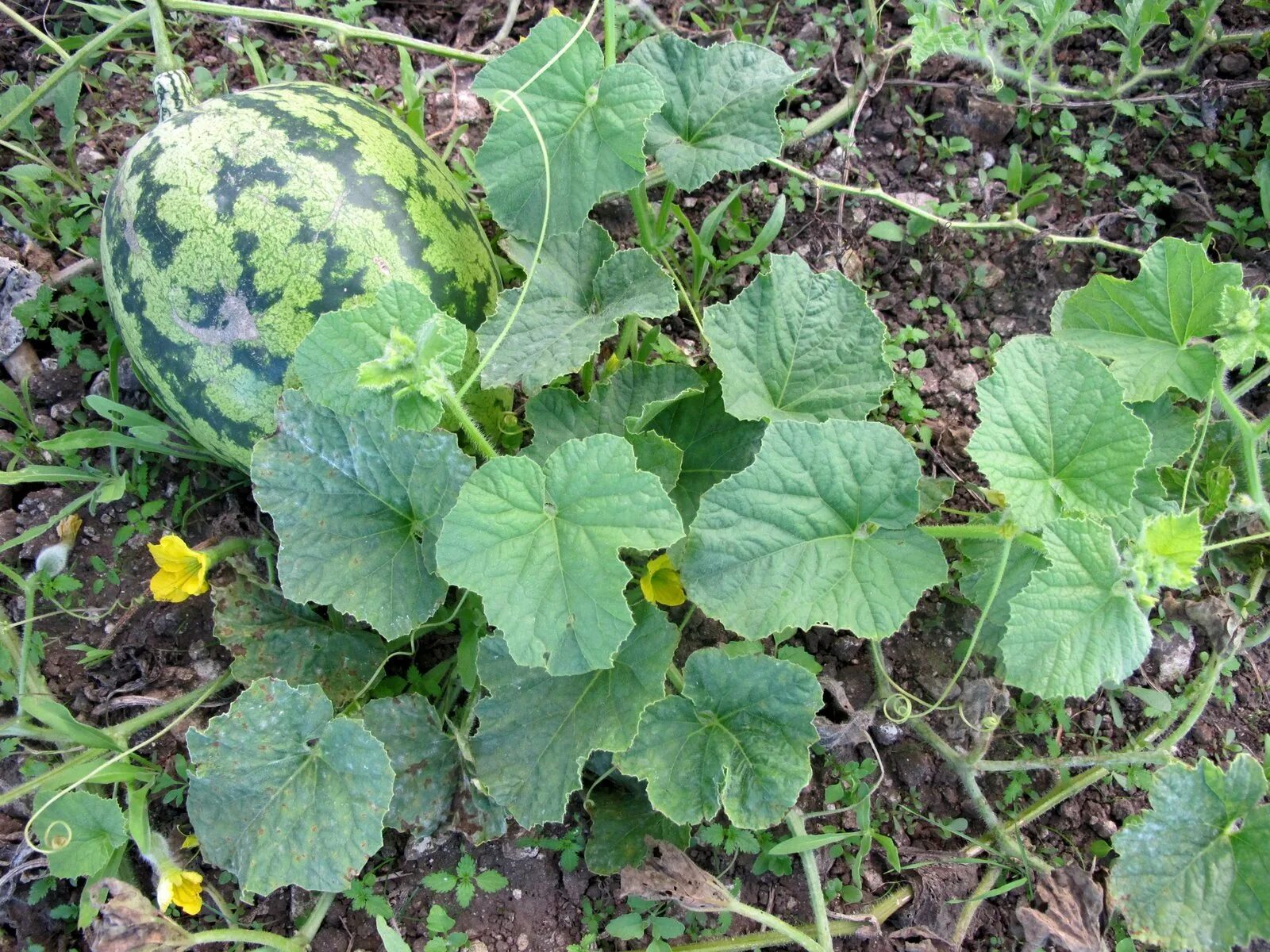 Ботва арбуза. Арбуз обыкновенный шерстистый. Citrullus lanatus. Арбузная ботва.