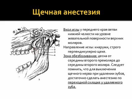 Анестезии на нижней