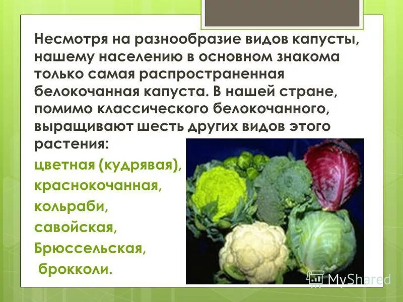 Рассказ о капусте. Откуда появилась капуста. Интересная капуста. Рассказ про капусту для дошкольника. Культурные растения капуста.