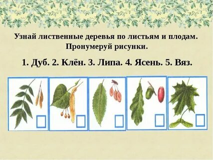 Лиственные деревья по листьям и плодам