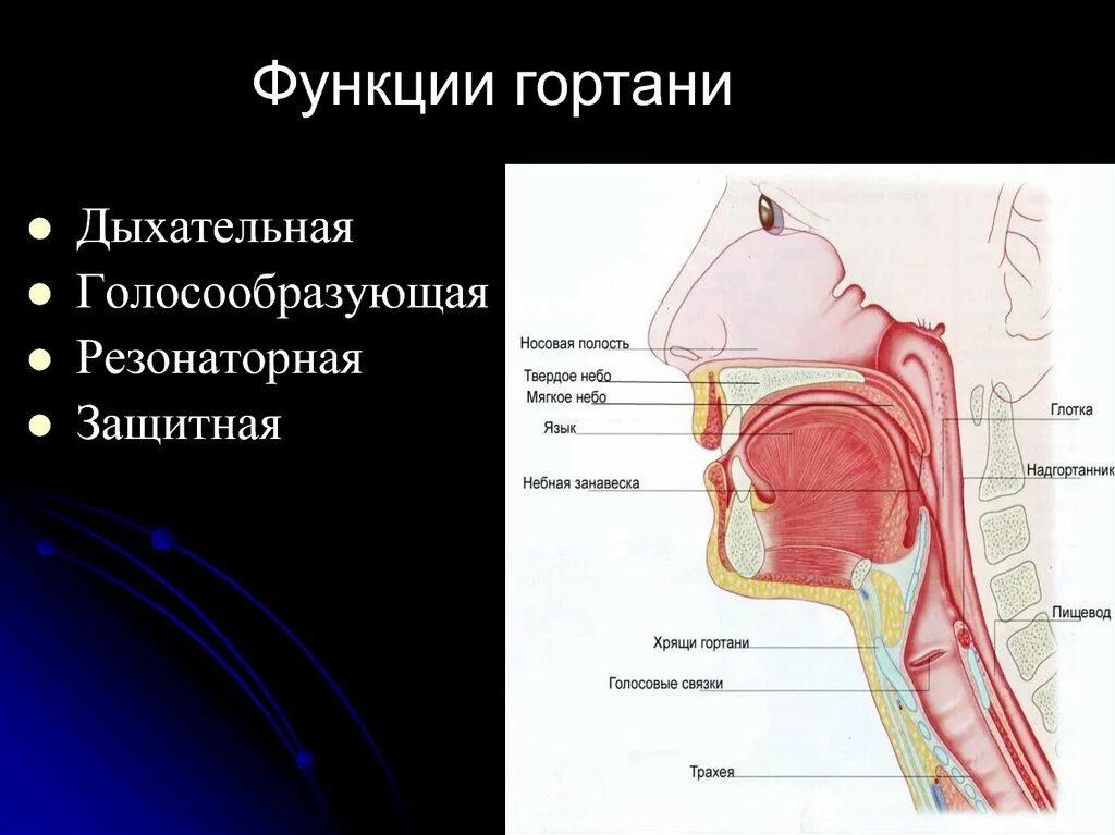 Какая функция глотки. Анатомия гортани надгортанник. Строение глотки надгортанник. Строение гортани надгортанник. Дыхательная система глотка.