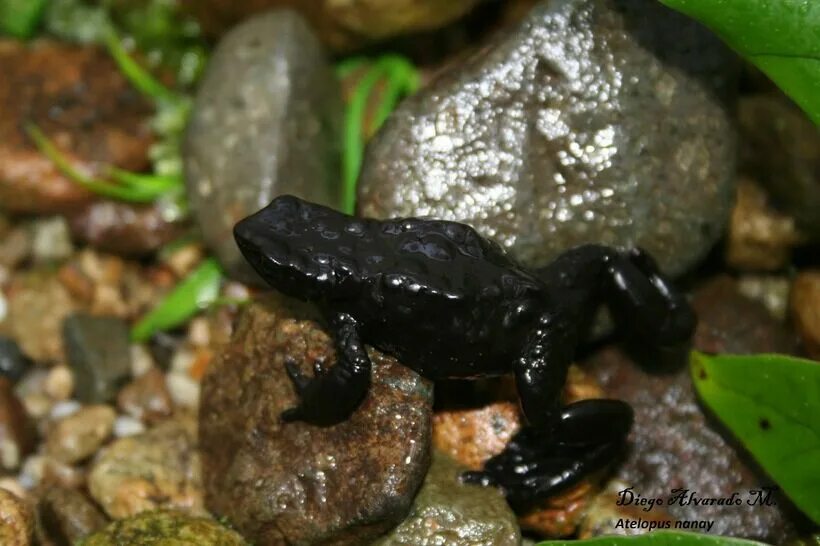 пустынный узкорот лягушка. черные лягушата. дождевая лягушка узкорот. Oreophrynella quelchii. грустная лягушка черная.