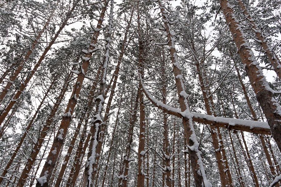 Погода в солотче. Лысая гора Солотча Рязань зимой. Гнездо Солотча. Солотча леса. Солотча апрель.