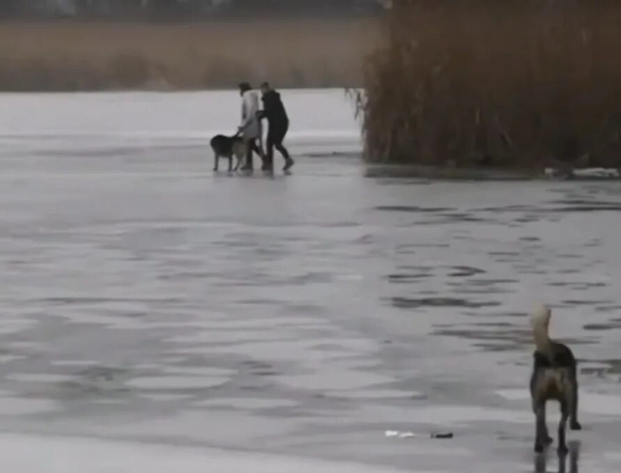 Собака из по тонкому льду. Спас девушку видео