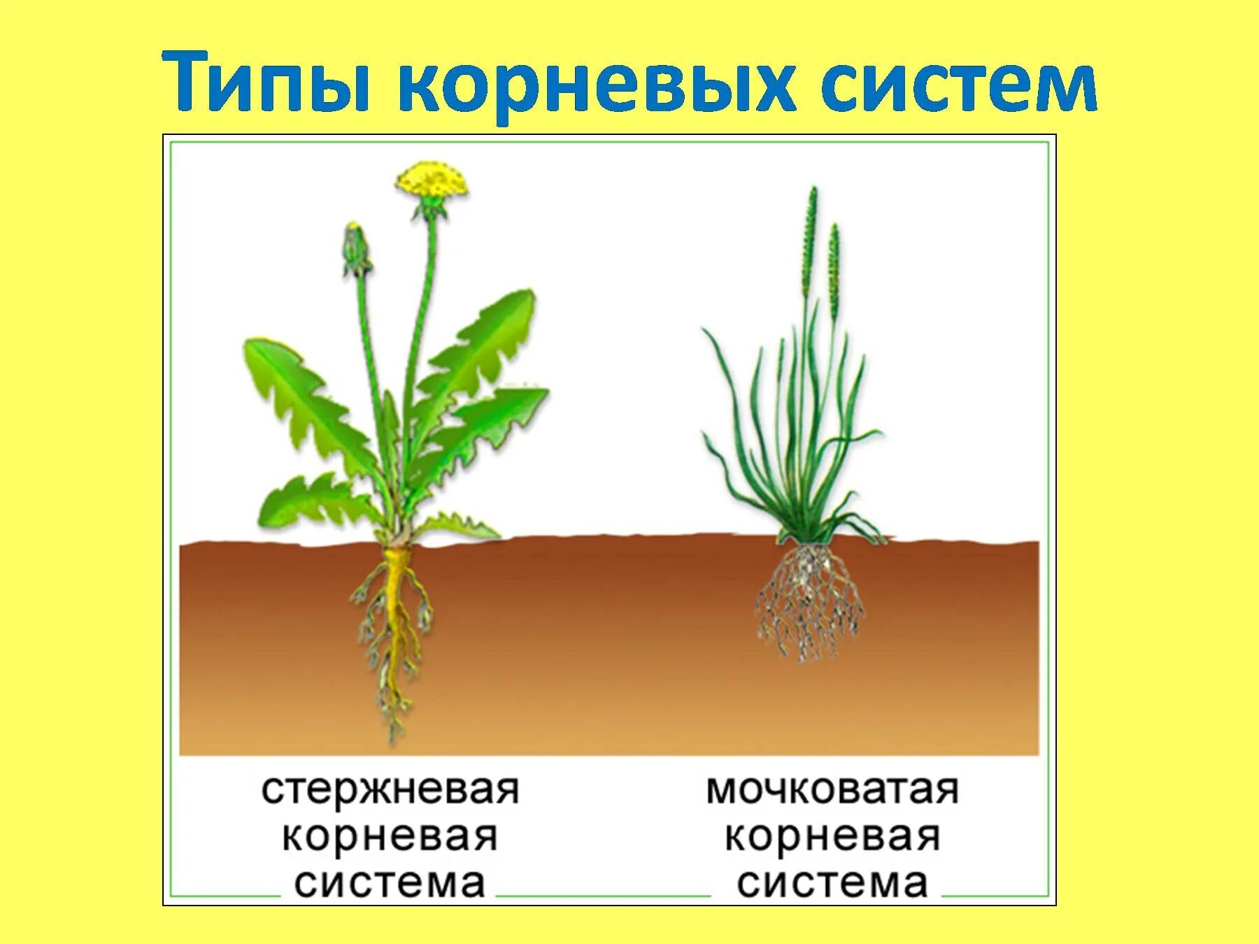 Типы корневых систем. Корневые системы растений. Типы корневых систем у растений. Растения с разными корневыми системами.