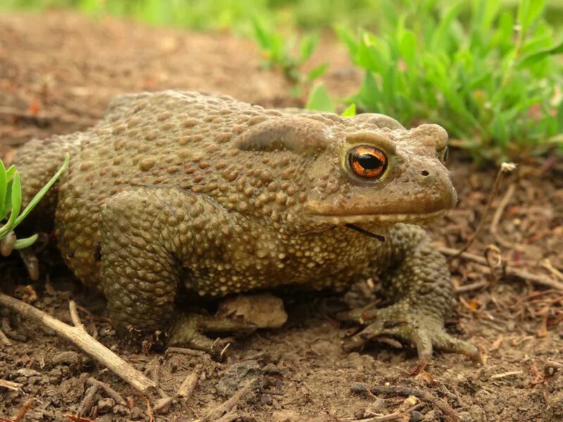 Серая жаба обитает. Жаба серая (bufo bufo linnaeus). Жаба серая (bufo bufo linnaeus). Серая жаба обитает. Серая жаба самая крупная?.