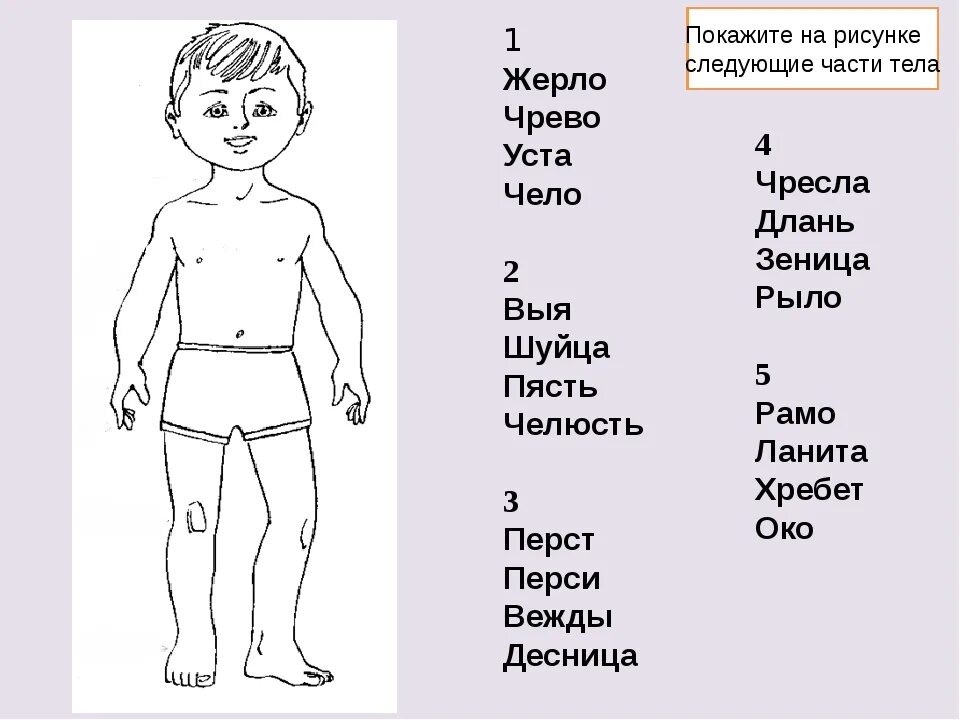 Названия частей тела на древнерусском языке. Название частей тела на старославянском. Части тела человека названия. Старинные названия частей тела.