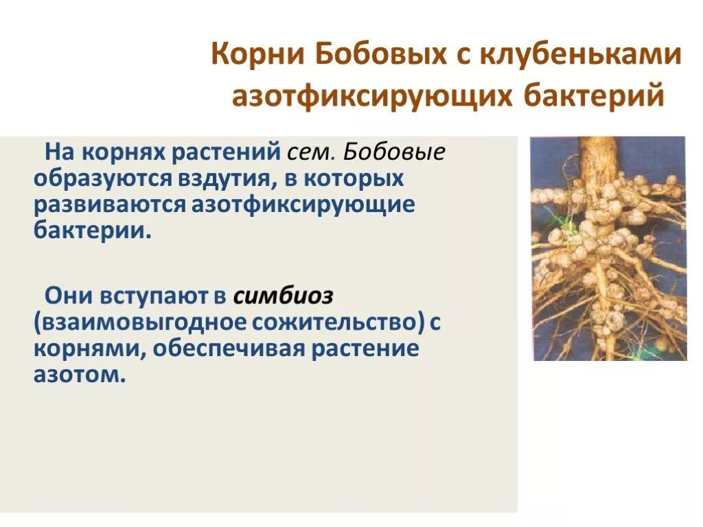 Клубеньковые бактерии значение. Азотфиксирующие бактерии на корнях бобовых. Азотфиксирующие клубеньки. Клубеньковые азотфиксирующие бактерии. Азотфиксирующие клубеньки бобовых.