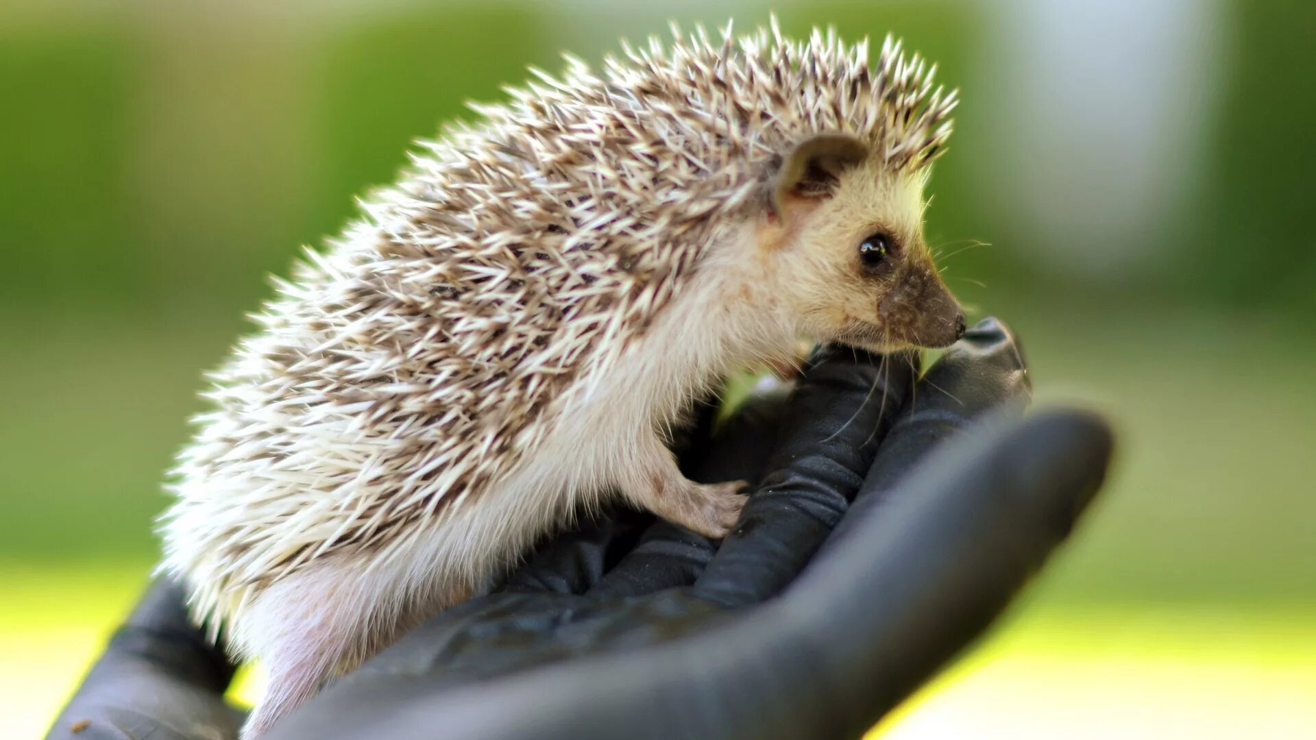 Колючий ежик. Почему ежики колючие. Еж ушастый даурский. Евразийский еж. Почему ежики колючие.