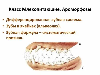 Зубная система млекопитающих