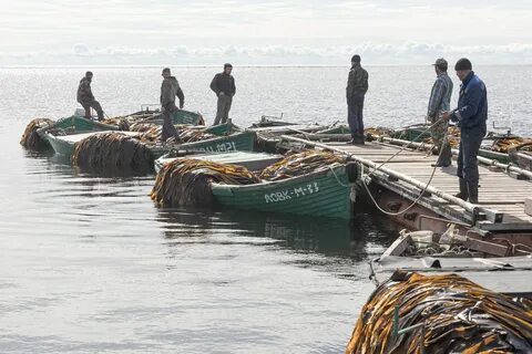 Белое море добыча