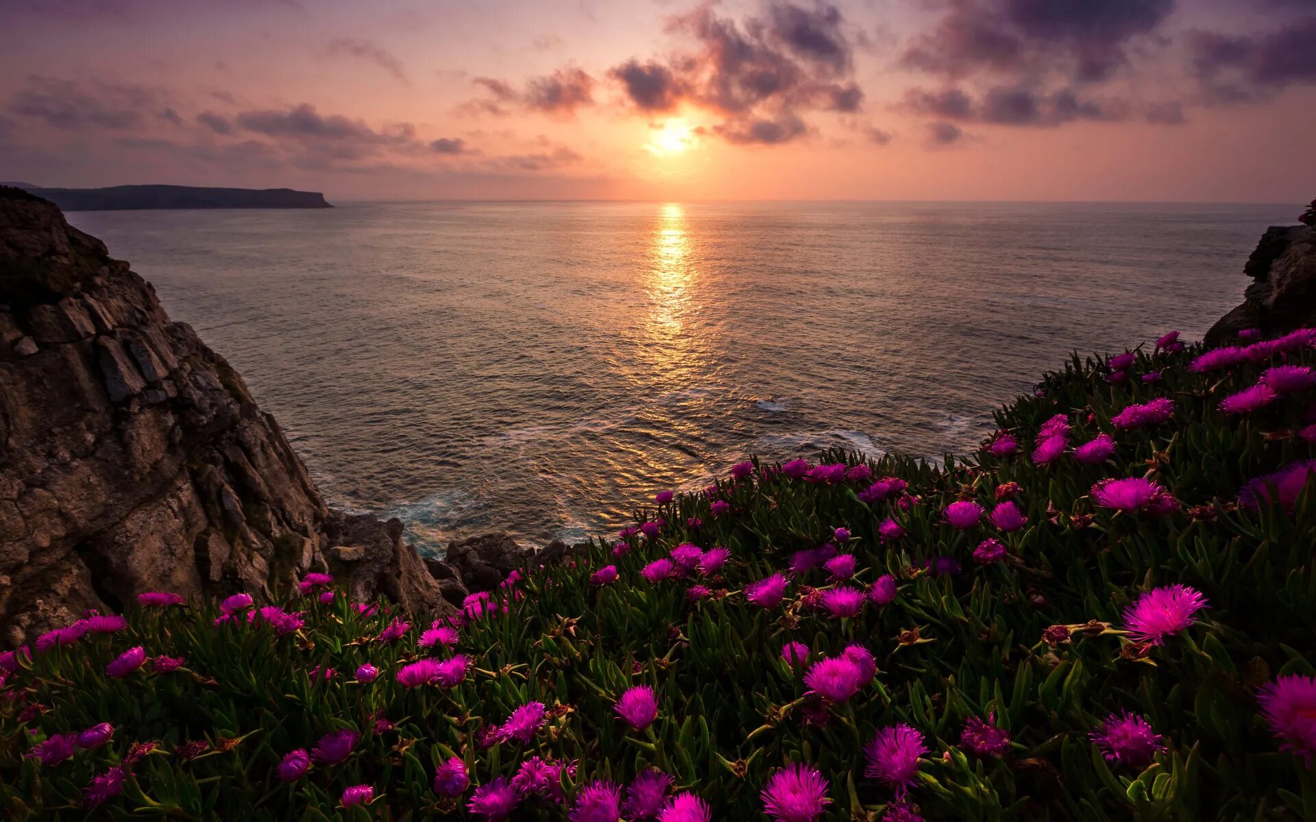 Flower sunset. Природа море. Море солнце. Цветы и море. Закат.