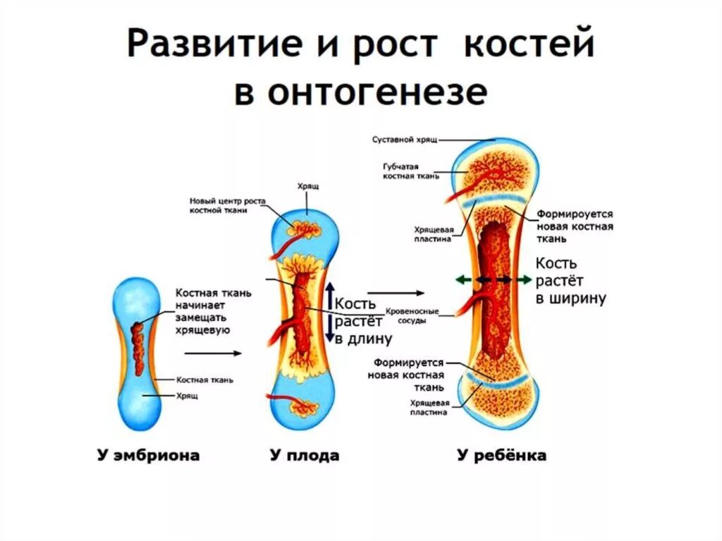 Строение кости взрослого человека. Трубчатая кость ребенка схема. Рост костей в онтогенезе. Развитие, способы окостенения и рост костей. Схема трубчатой кости взрослого и ребенка.