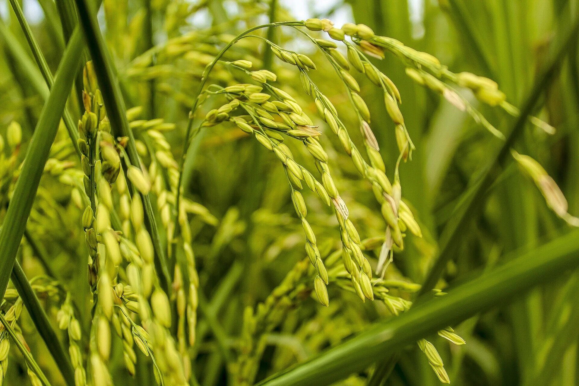padi sawah - YouTube