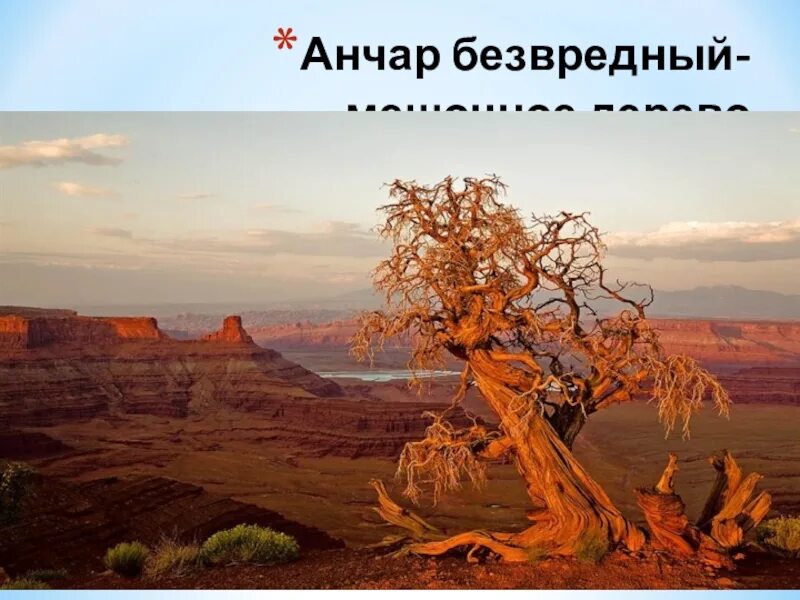 Анчар. Анчар иллюстрации. Анчар дерево. Анчар в пустыне.