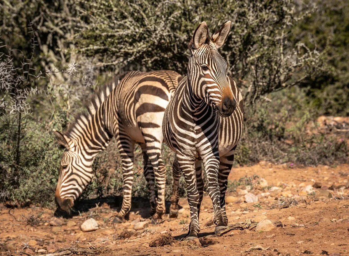 Животные Юга. Африканская Зебра. Полосатые животные. Зебра в Африке. Зебра живет в африке