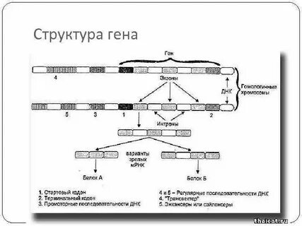 Гена карта