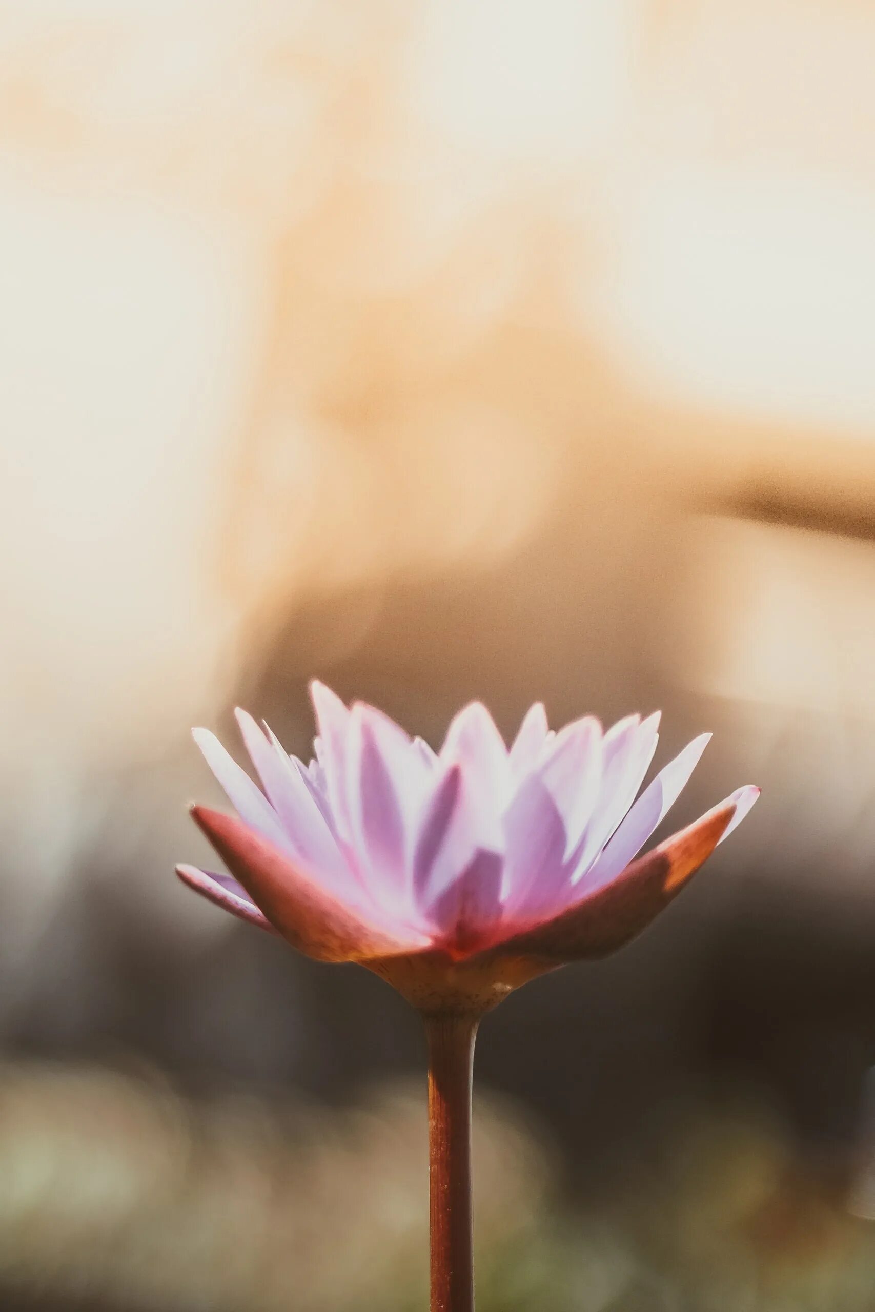 Цветок медитация. Лотос медитация. Цветок гармонии. Йога цветы. Медитация лотос