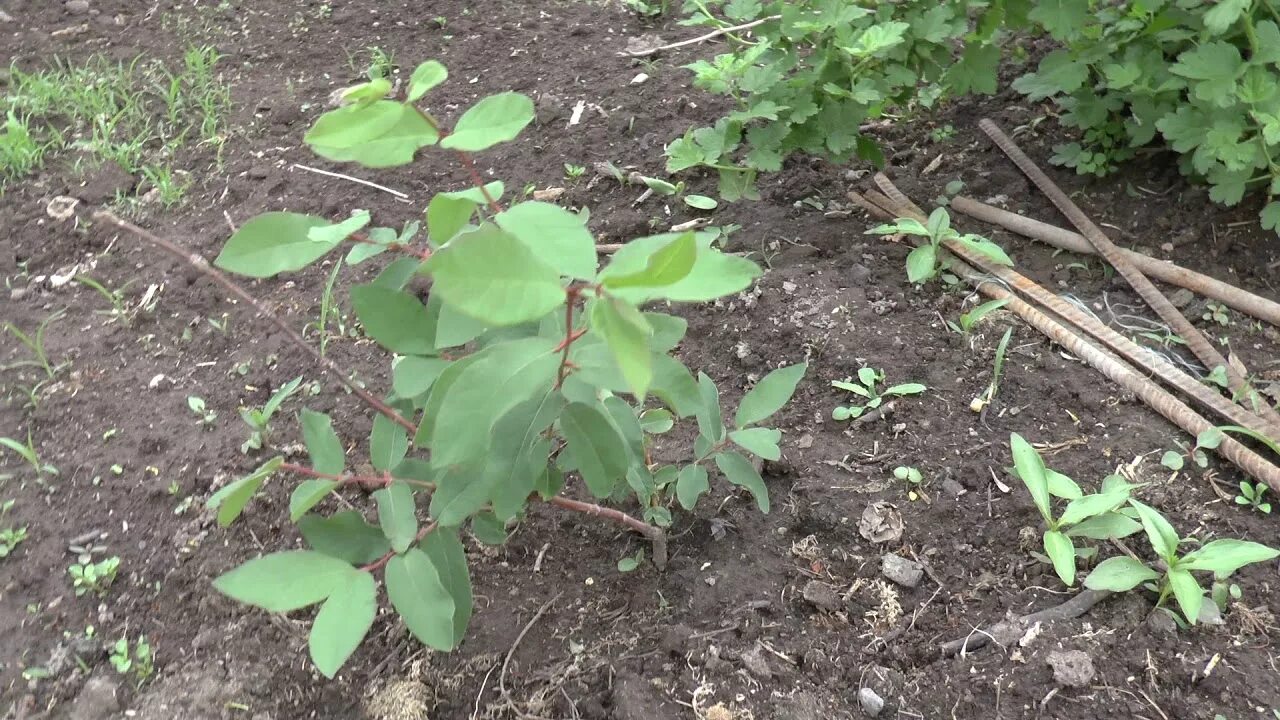 Куда посадить жимолость на садовом участке. Жимолость куст. Жимолость куст осенью. Кусты смородины на участке. Жимолость съедобная кустарник.