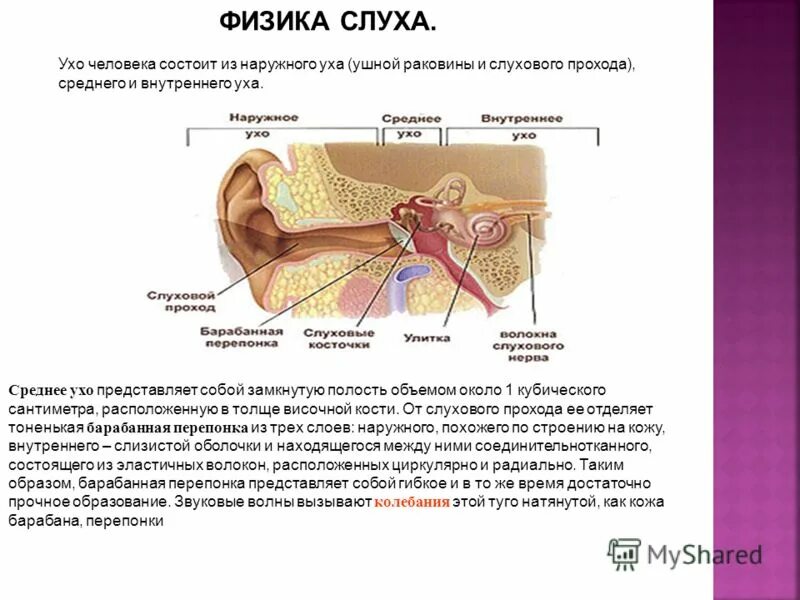 Наружное ухо человека состоит из