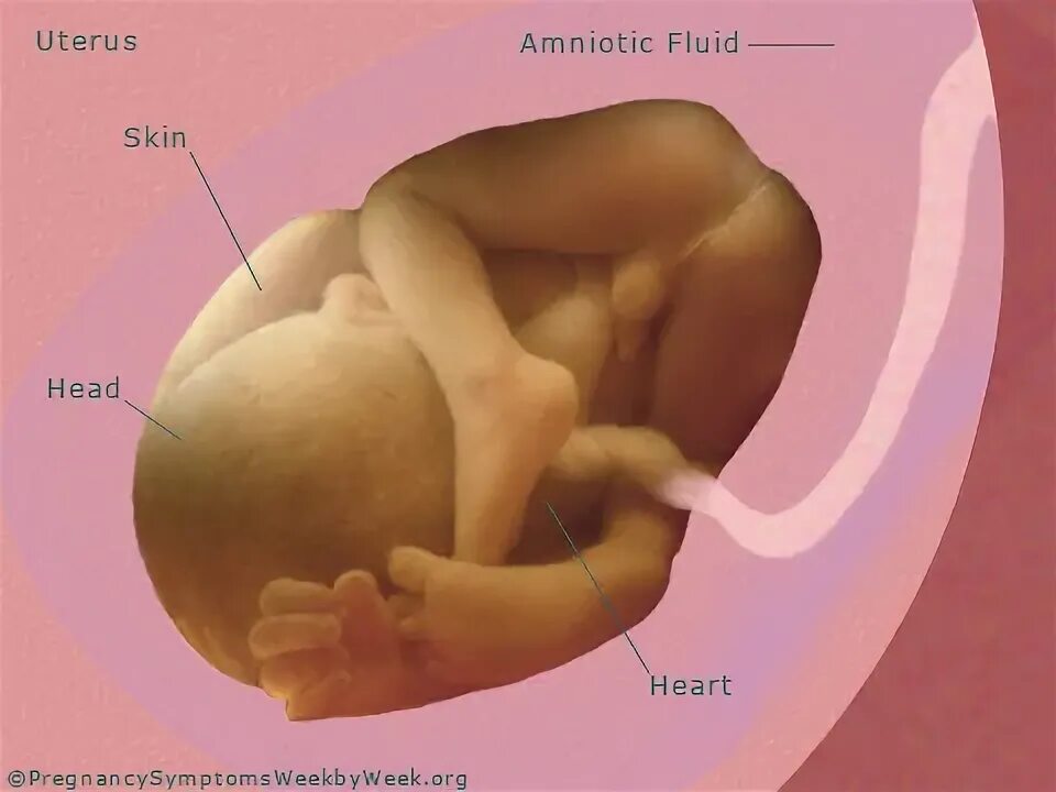 Ребёнок в 36 недель беременности. Ребёнок на 36 неделе беременности в утробе. Беременность 36 недель развитие. Малыш на 36 неделе беременности в утробе матери. Расположение ребенка в утробе.