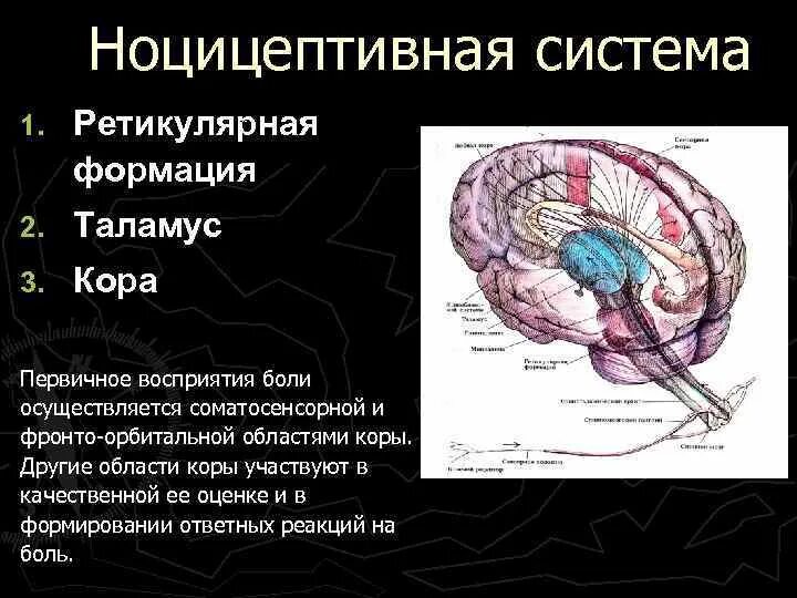 Ретикулярная формация мозгового ствола. Ретикулярная формация ствола головного мозга. Ретикулярная формация промежуточного мозга. Ретикулярная формация физиология.