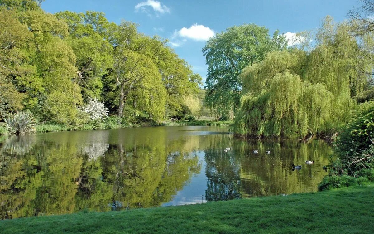 Кустарник на берегу реки. Озеро куст. Речка в деревне. Река полянка калужская область. Ивовый куст на песчаном берегу оки.