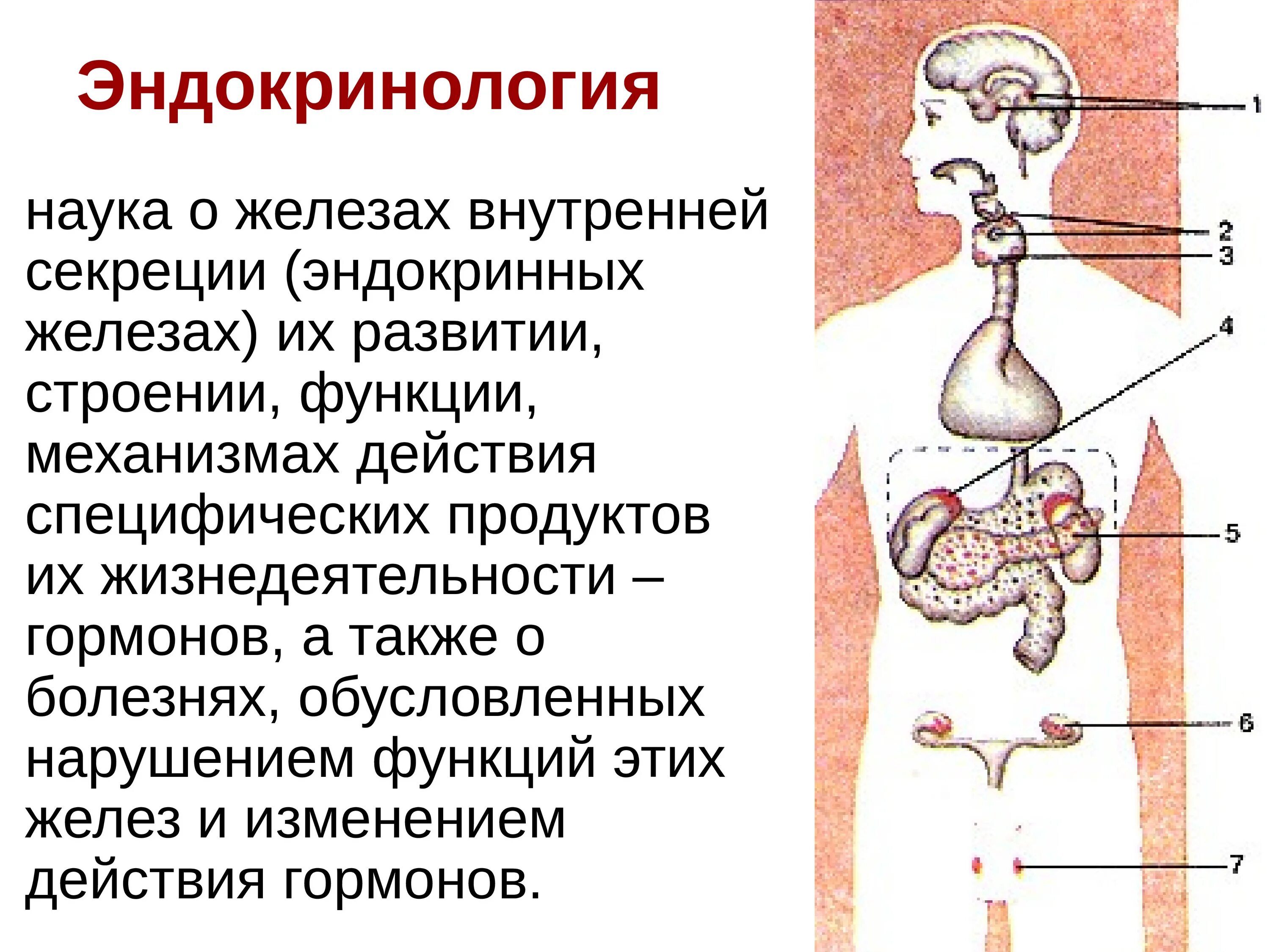 Функции эндокринная система железы внутренней секреции. Эндокринная система железы внутренней и внешней секреции. Железы внутренней и внешней секреции строение и функции. Функции желез внутренней секреции эндокринные.