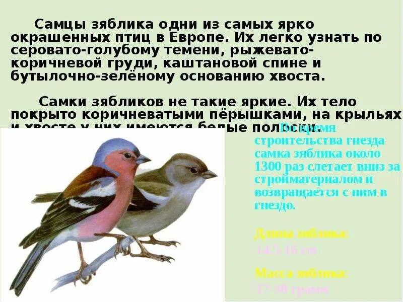 Птицы России презентация. Зяблик птица описание. Зяблик описание для детей. Зяблик птица фото и описание. Почему зяблика назвали зябликом